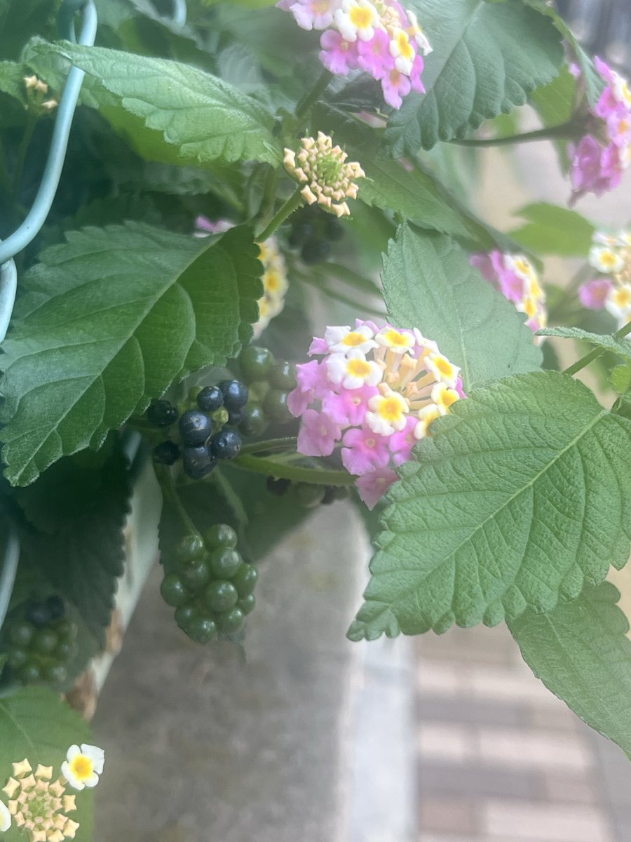 ai__itanami's tweet photo. お大事に。 https://t.co/LmbTWcsXlH
