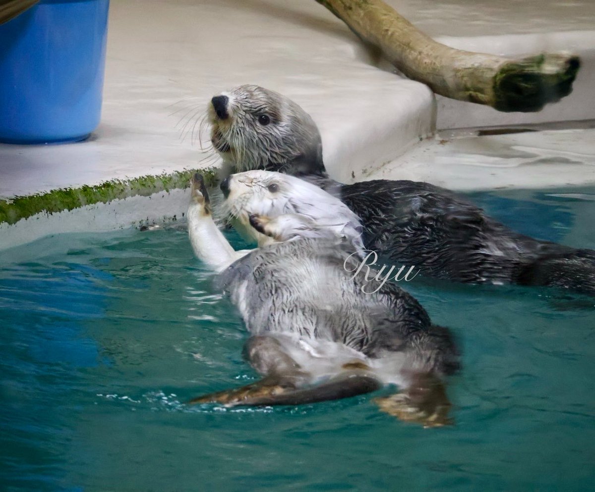 ehs2016800's tweet photo. 「氷をください」☺️🧊

【📷26.7.1】

＃ラッコ
＃鳥羽水族館 https://t.co/EpV2xyKHWL