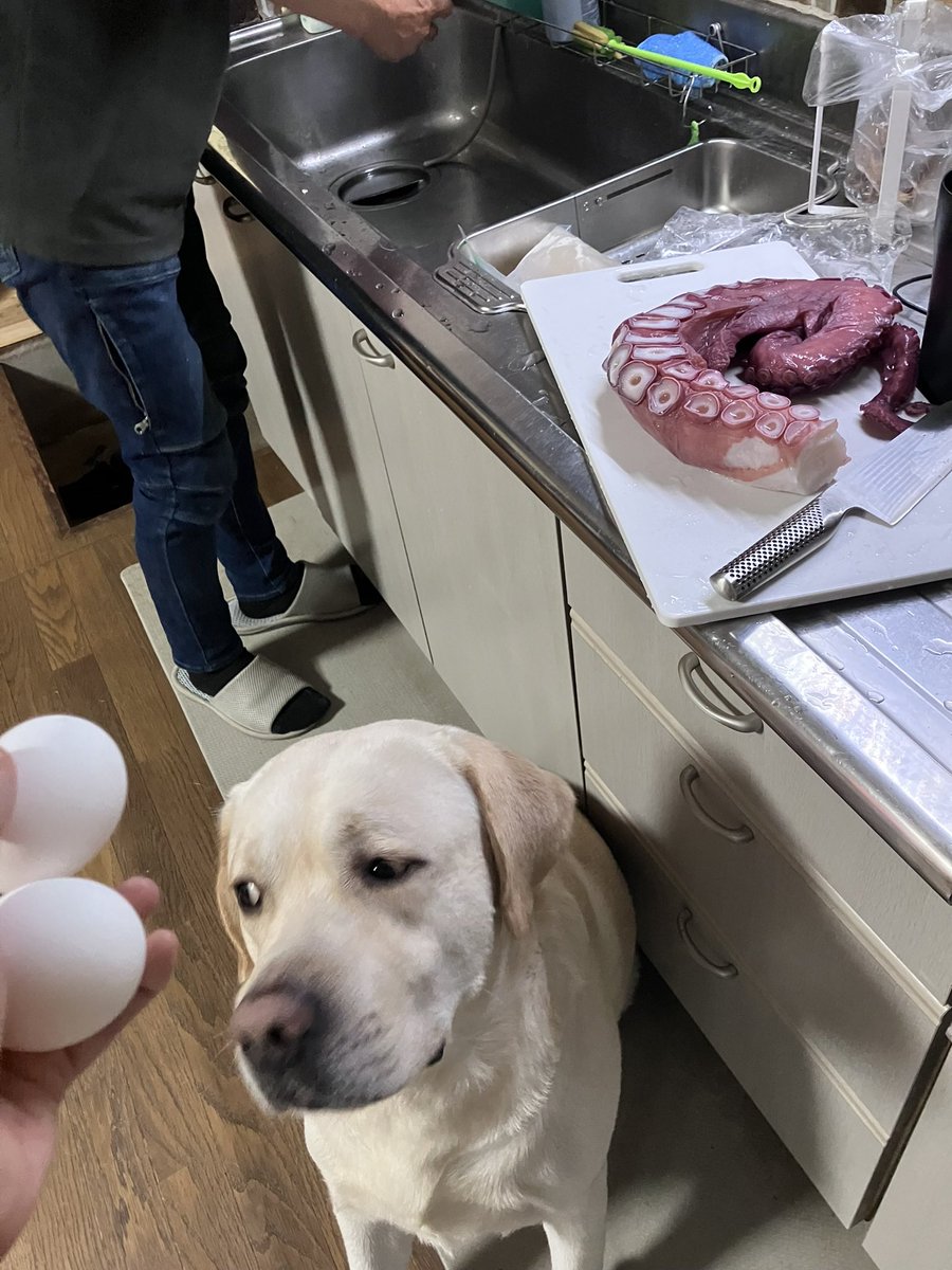 waca_pu's tweet photo. 巨大なタコをさばいてる横で、ラブラドールが卵2個に人生を懸けてる。 🐙🥚🐶 https://t.co/URORjpriqG