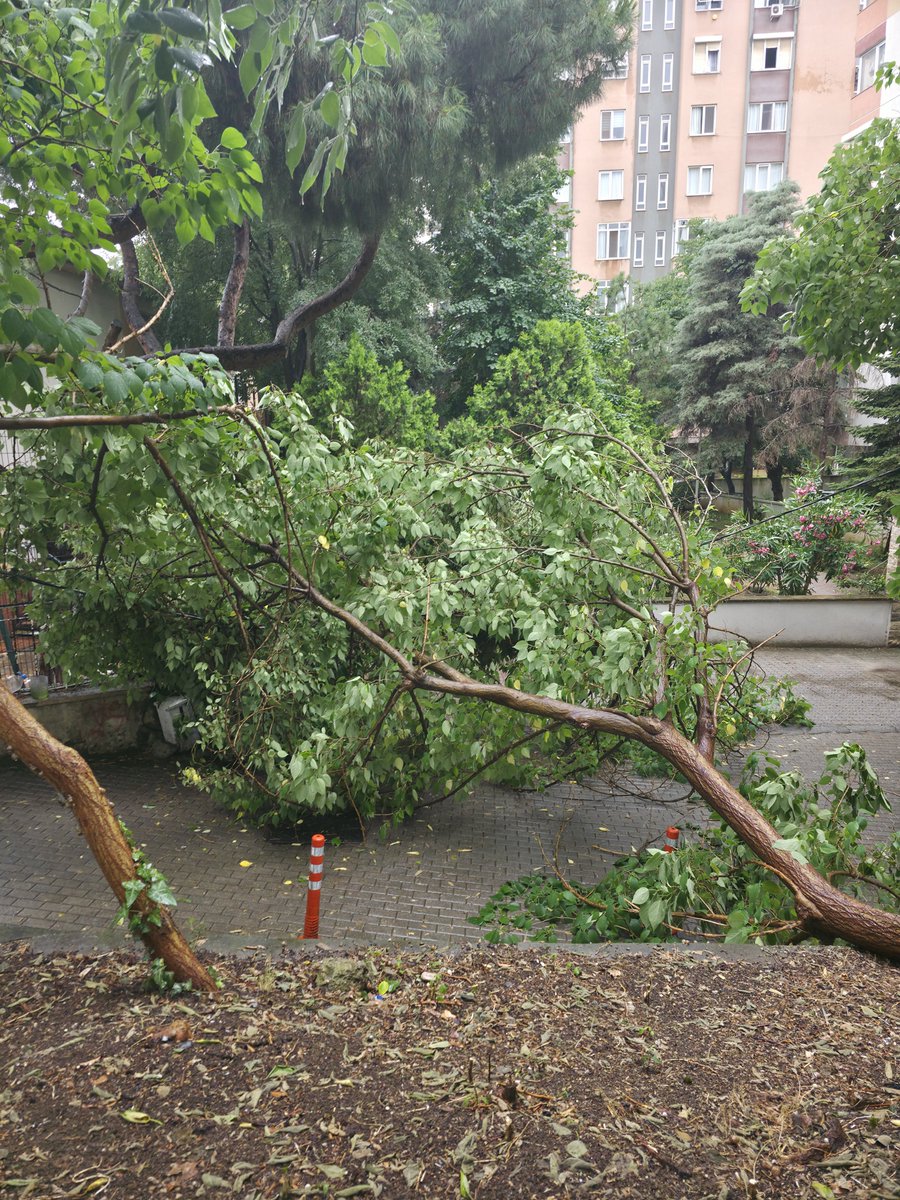 mraienplatz's tweet photo. Sokağımızın dünya ile bağlantısı kesildi.

Yağmur nedeniyle ağaç devrildi.

Elektrik 
İnternet yok. 
Doğal olarak sokağa araç giriş-çıkışı da yok.

İtfaiye ve emniyet 5 dakikada geldi. 
Müdahale için Ayedaş bekleniyor.

#Kadıköy https://t.co/OgHDMDLCHD
