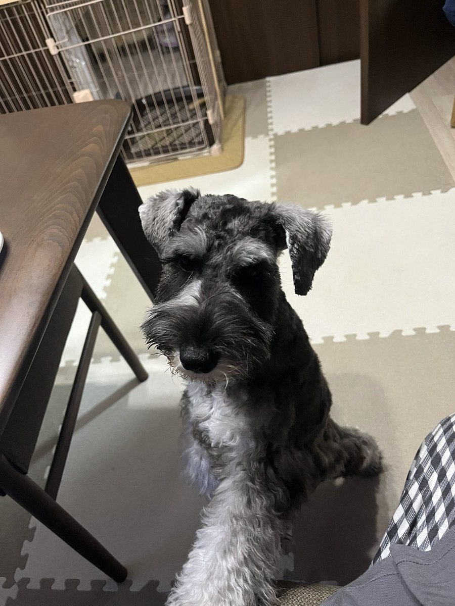 _siro_01_'s tweet photo. 今日トリミングで
サマーカットされたたびくん
女の子っぽい顔立ちから一気にスマートに… https://t.co/UUii670vjI
