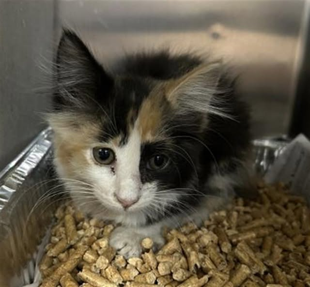 lordi1960's tweet photo. https://t.co/WVg0bzA4nV
KATRINE -- ID# A846492

💔07/03/26 Kitten is not thriving in shelter environment.
Had not eating on her own since intake. Underweight/Dehydrated, has not used the litter box. Vomiting watery liquid. OS yellow discharge. Pale MM.
Wt: 1.56 lbs
Rectal temp:101.1F
Forced fed high calorie churu + 1 ml Nutrical.
07/03/26 Vomited multiple times. Straining to use litter litter box.
Sewer like smell still present. Lethargic and hunched body.
Kitten is irremediable suffering. Euth elected to end further suffering.🌈