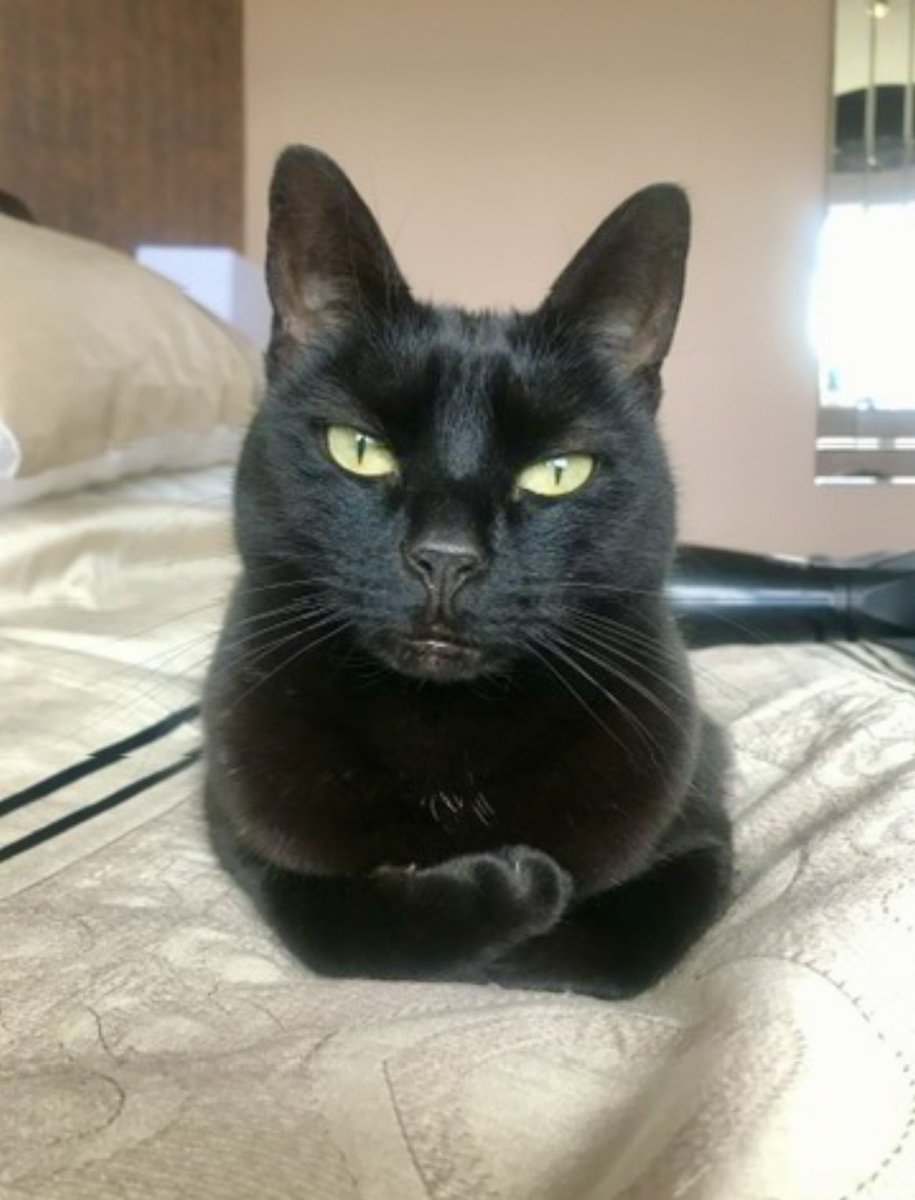 WhitfieldPaul's tweet photo. With a heavy heart we said goodbye to our beautiful Dora on Monday. She had a wonderful life and we loved her so much. She was 15. Our lives will never be the same without her. 💔 https://t.co/7wqfjcJVnM