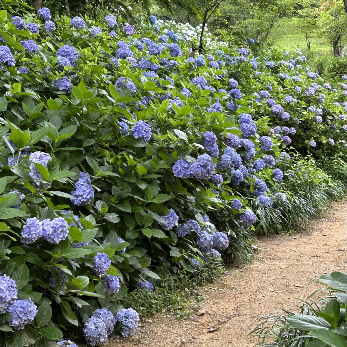 JRn2c's tweet photo. 神戸市立森林植物園で紫陽花を見てきました🪻小雨が降り続いてカモシカ園までは行かなかったので残念ながらカモシカ再会できず🥲🦌今まで行ったことなかった白い紫陽花の咲くアナベルの丘に行けてよかったです🥰🤍最寄駅から家までは結構な本降りで足元びしょびしょになりました😂☔️ https://t.co/jOtUboWnLs
