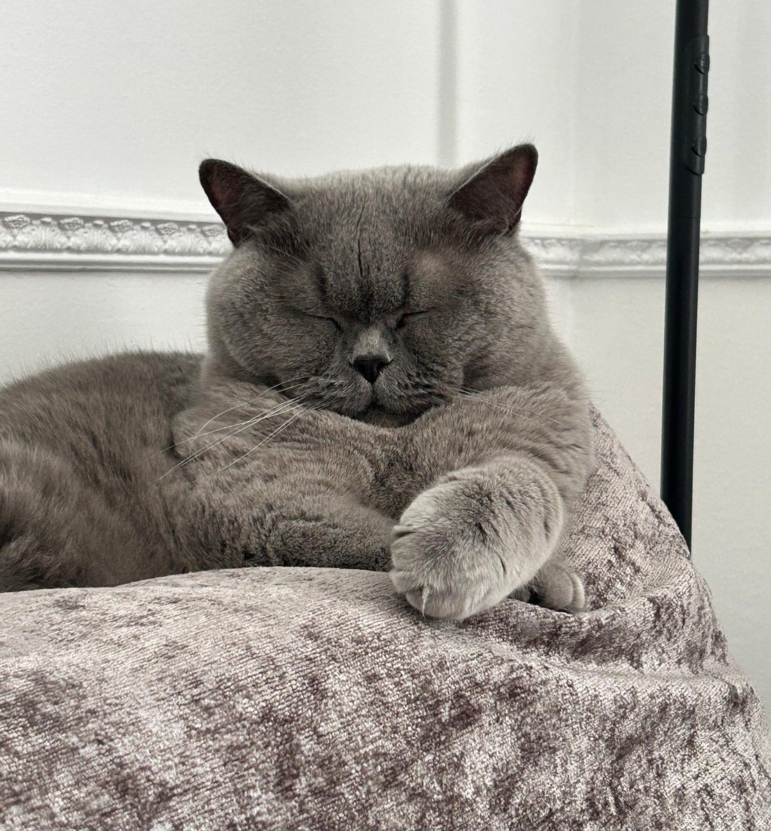 CuteKittyHamish's tweet photo. What else is a #caturday for? 🐈‍⬛ https://t.co/qg0psK3WlX