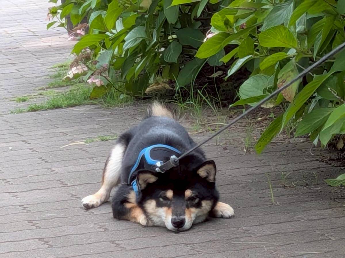 MinishibaKaiser's tweet photo. 帰らぬ！ https://t.co/VZXnp0Pi2w