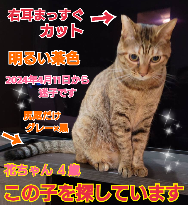 squirrelemi's tweet photo. 猫を探しています。花ちゃん４歳。明るい茶色、右耳がまっすぐカット、長い尻尾だけ色が違いグレー×黒の縞々模様です。2024年4月11日横浜市金沢区富岡東の自宅から私の不注意で外に出てしまい迷子のままです。花を保護してくださっているかたはいらっしゃいませんか。
#猫を探しています 
#拡散希望 https://t.co/IAMljAWqbr