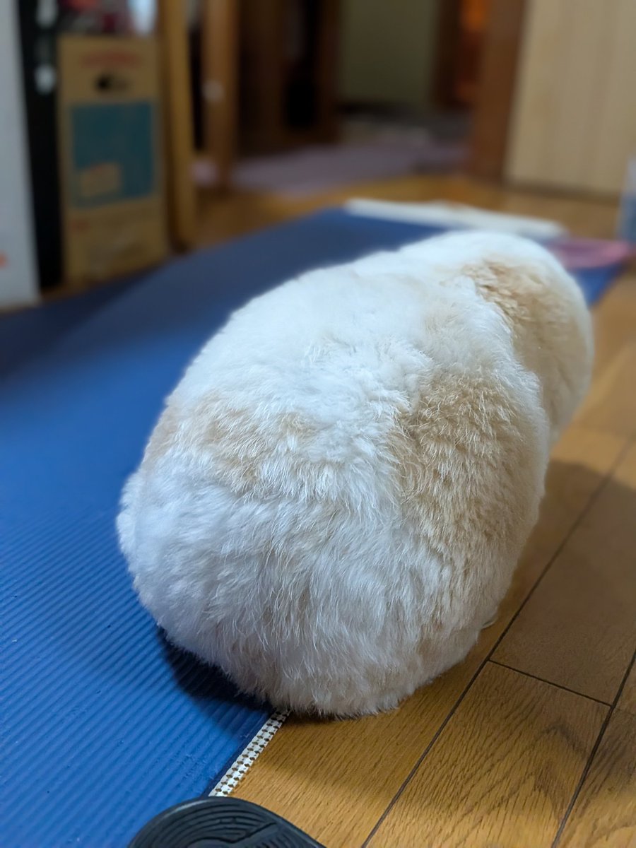 g0e1m0i9n0i4's tweet photo. 奇跡撮れた📸 https://t.co/bdyG0bUv7A