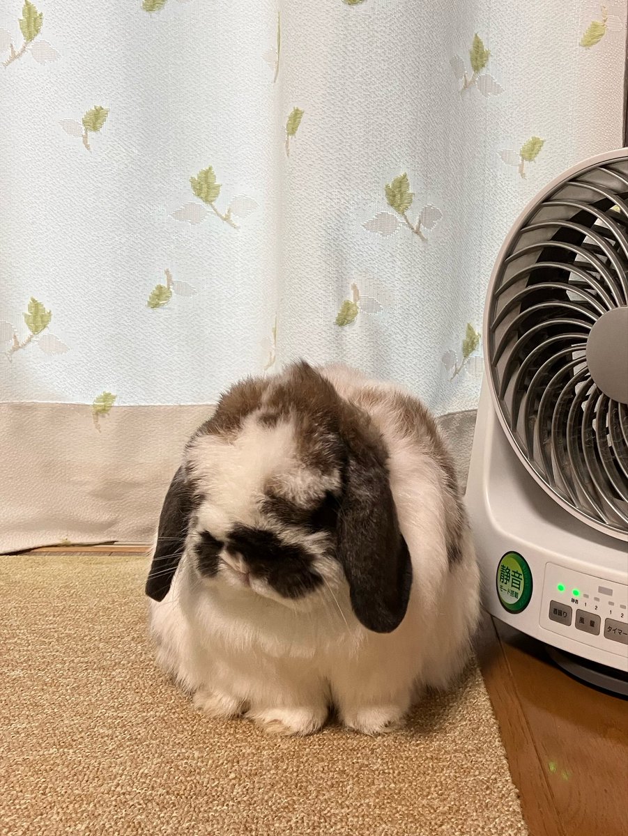 fumi726be's tweet photo. この時期サーキュレーターがお気に入り🐰
なびいてるねぇ🤣 https://t.co/L1cH75HOwy