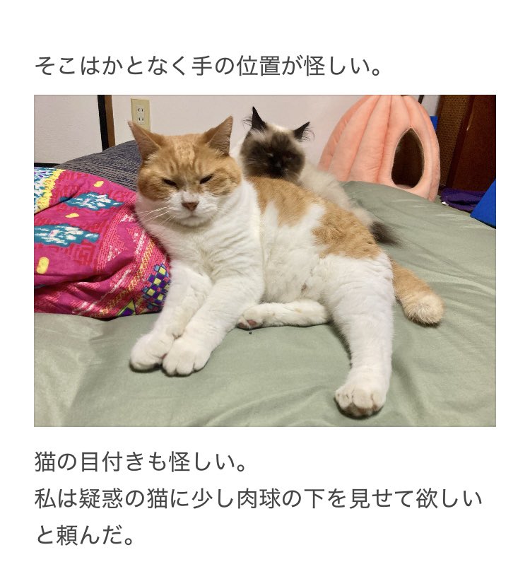 yalalalalalala's tweet photo. 【猫の薬を落とした際の注意】

猫が人知れず吐き捨てた際も注意が必要です。 https://t.co/Hxl9v1YWpe