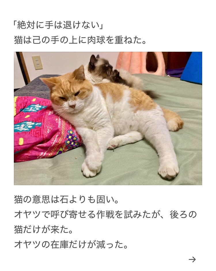 yalalalalalala's tweet photo. 【猫の薬を落とした際の注意】

猫が人知れず吐き捨てた際も注意が必要です。 https://t.co/Hxl9v1YWpe