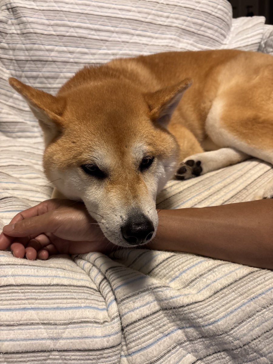 ishi_ChanMan's tweet photo. 日々の散歩🐕で焼けたー…
#日焼け #熱中症対策 https://t.co/eV2I6pGUXP