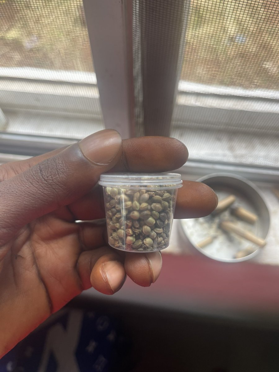 conjaigwe's tweet photo. Baba give me I cup of Igbo seed
 🌱  🪴 🔜 https://t.co/hlv8aviYUC