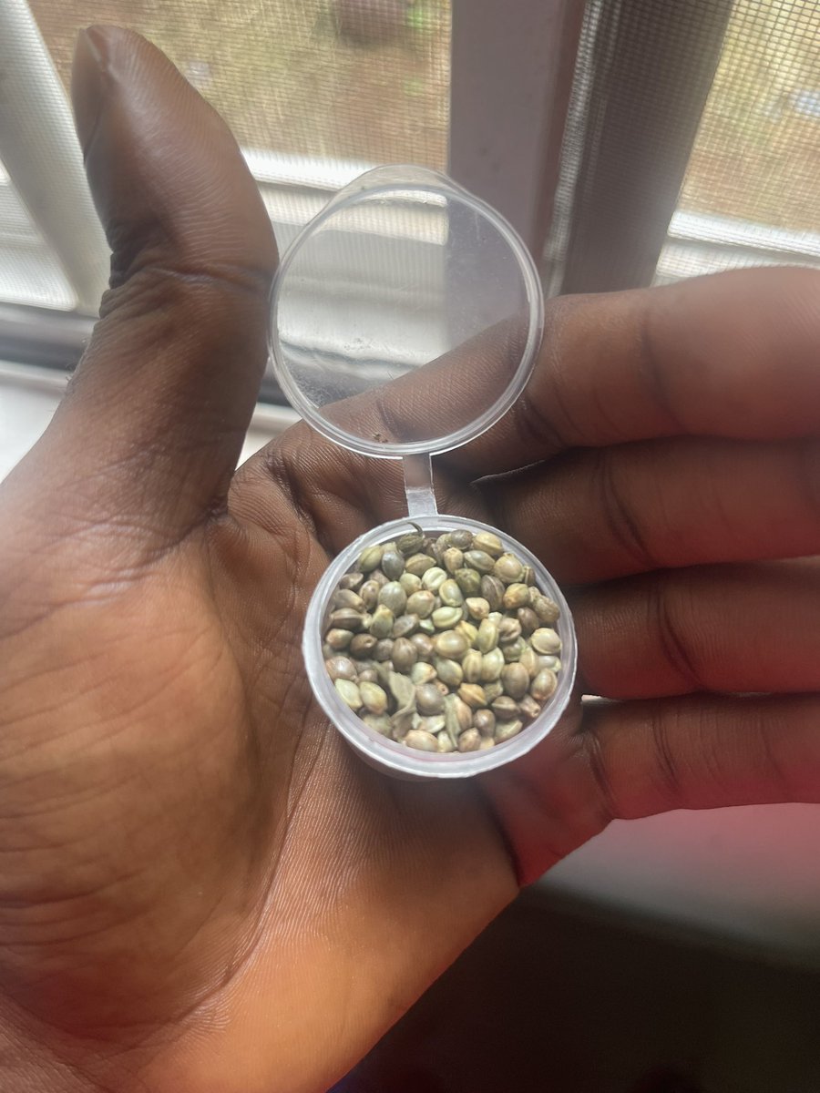 conjaigwe's tweet photo. Baba give me I cup of Igbo seed
 🌱  🪴 🔜 https://t.co/hlv8aviYUC