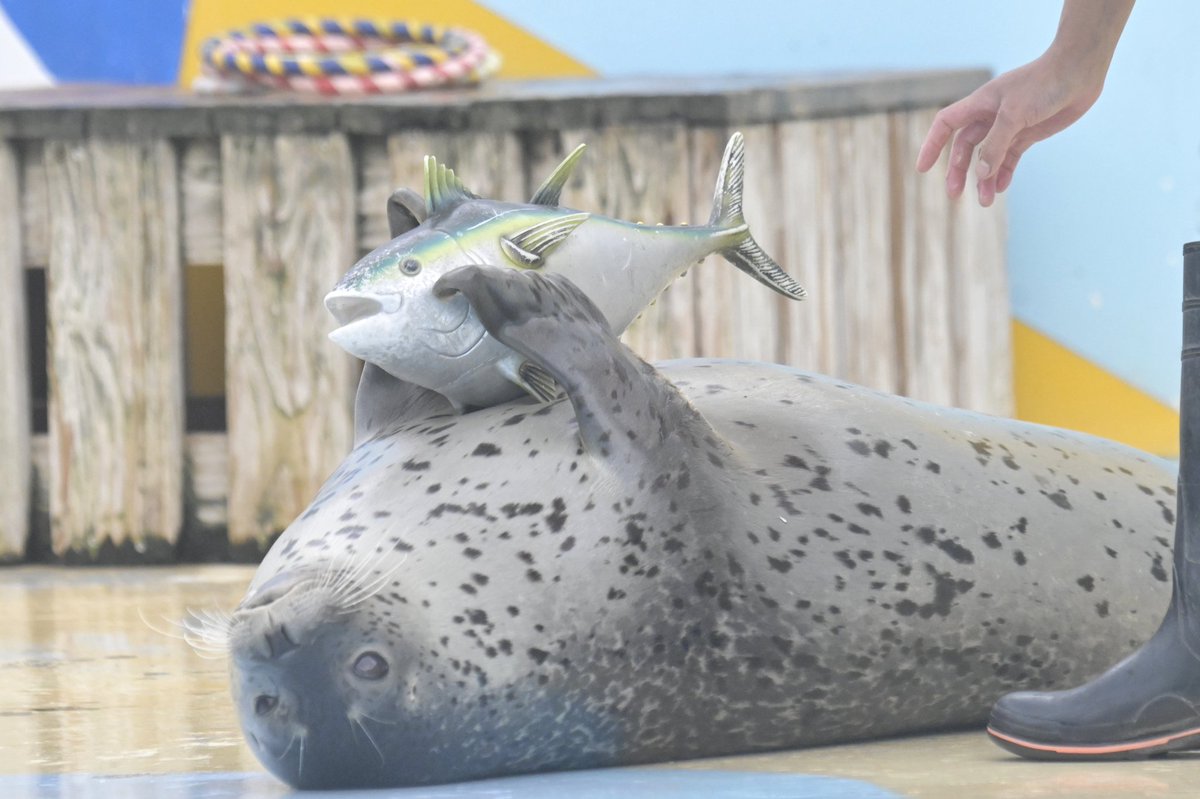 chikuwa_0412's tweet photo. もちもち✕キハダマグロちゃん

#東武動物公園
#もちもち
#ゴマフアザラシ
#キハダマグロちゃん https://t.co/NcOwZoHj0l