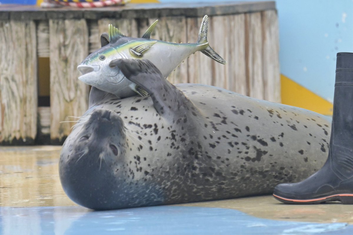 chikuwa_0412's tweet photo. もちもち✕キハダマグロちゃん

#東武動物公園
#もちもち
#ゴマフアザラシ
#キハダマグロちゃん https://t.co/NcOwZoHj0l