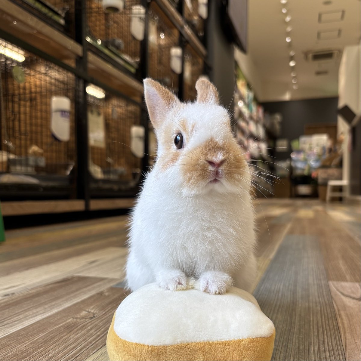 こねこねしたパン、どうぞ🥐🧡 #うさぎ #うさぎのしっぽ #南町田グラン