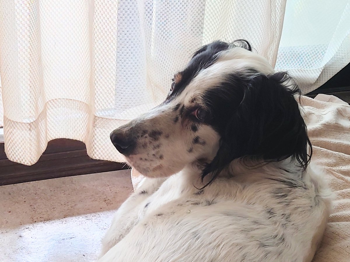 Key_syura's tweet photo. 親戚の家のイヌぅ🐶
初見の時は上着を食い千切られましたが、今では仲良しです😺

最近あまり目が見えなくなったらしくて、よくつまづくようになりました。

それでも、よろけながら庭でカナブンとか食べて元気に遊んでました😅

長生きしてくれ。友よ。 https://t.co/whJp5UHrfo