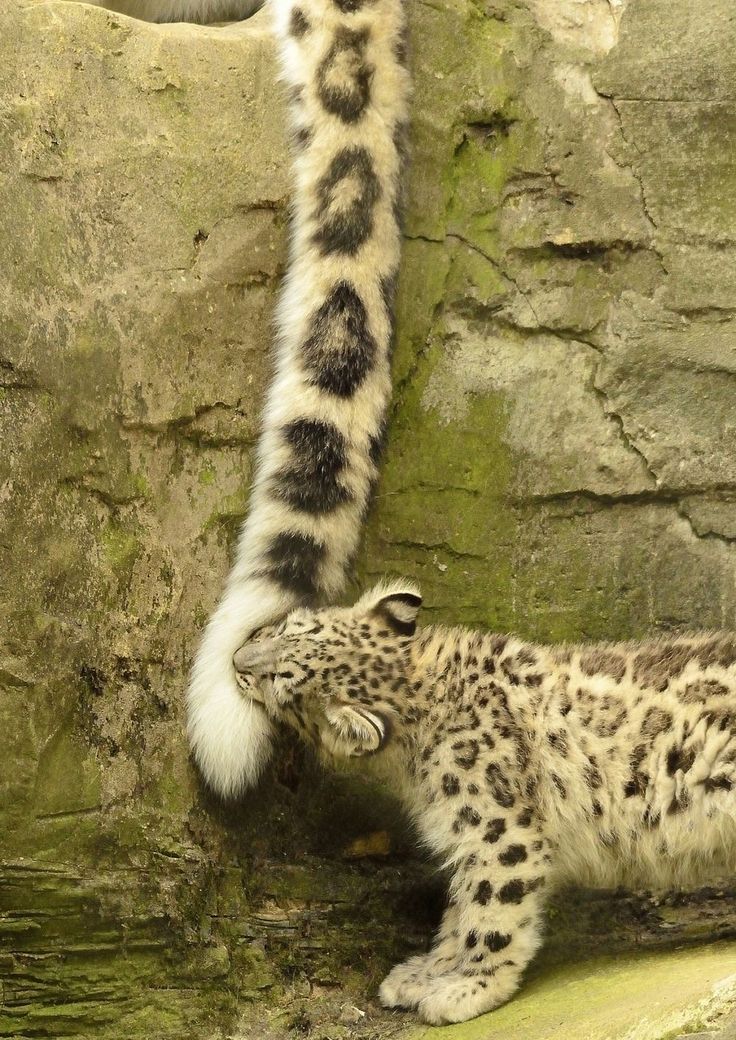 animal_form01's tweet photo. https://t.co/xLxSsACqDS
