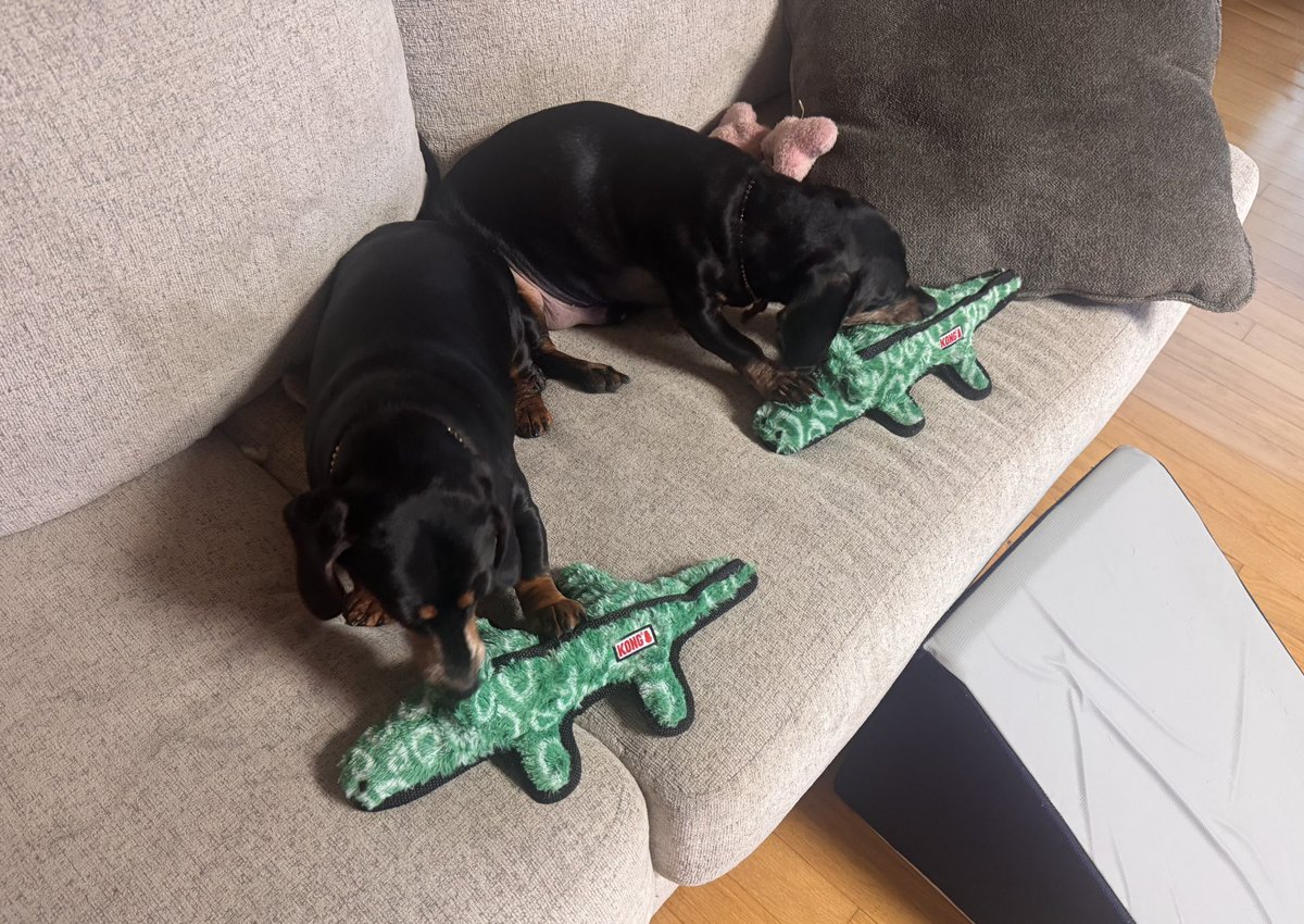 CmontaPr's tweet photo. La falta de disciplina y terquedad de Coco y Sancho, no es por falta de juguetes ni un cojín nuevo.

#Daschunds #wiener  #spoiledpets https://t.co/0RrVq4kDyc