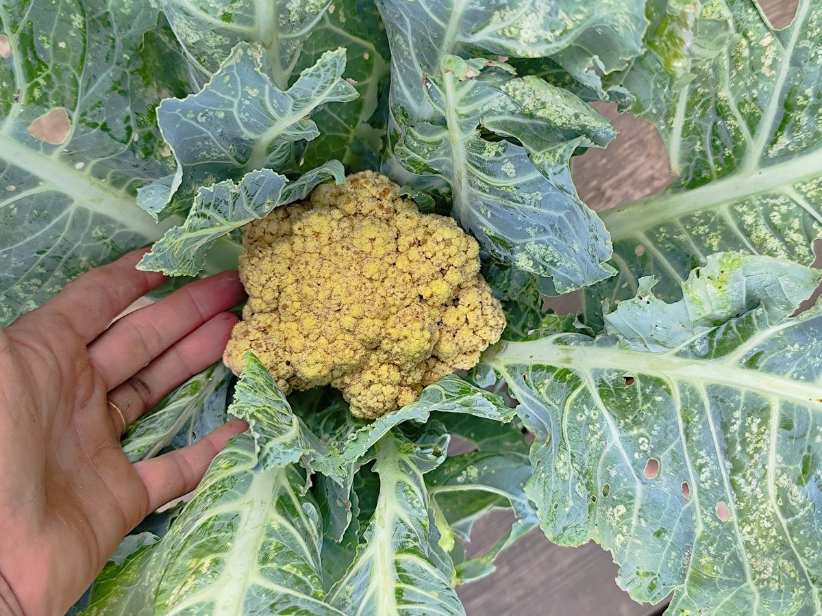 VMottequin's tweet photo. @superconnard2o Voilà. Un vilain Chou fleur de mon jardin 🤣🤣 https://t.co/maJvMbU8ha