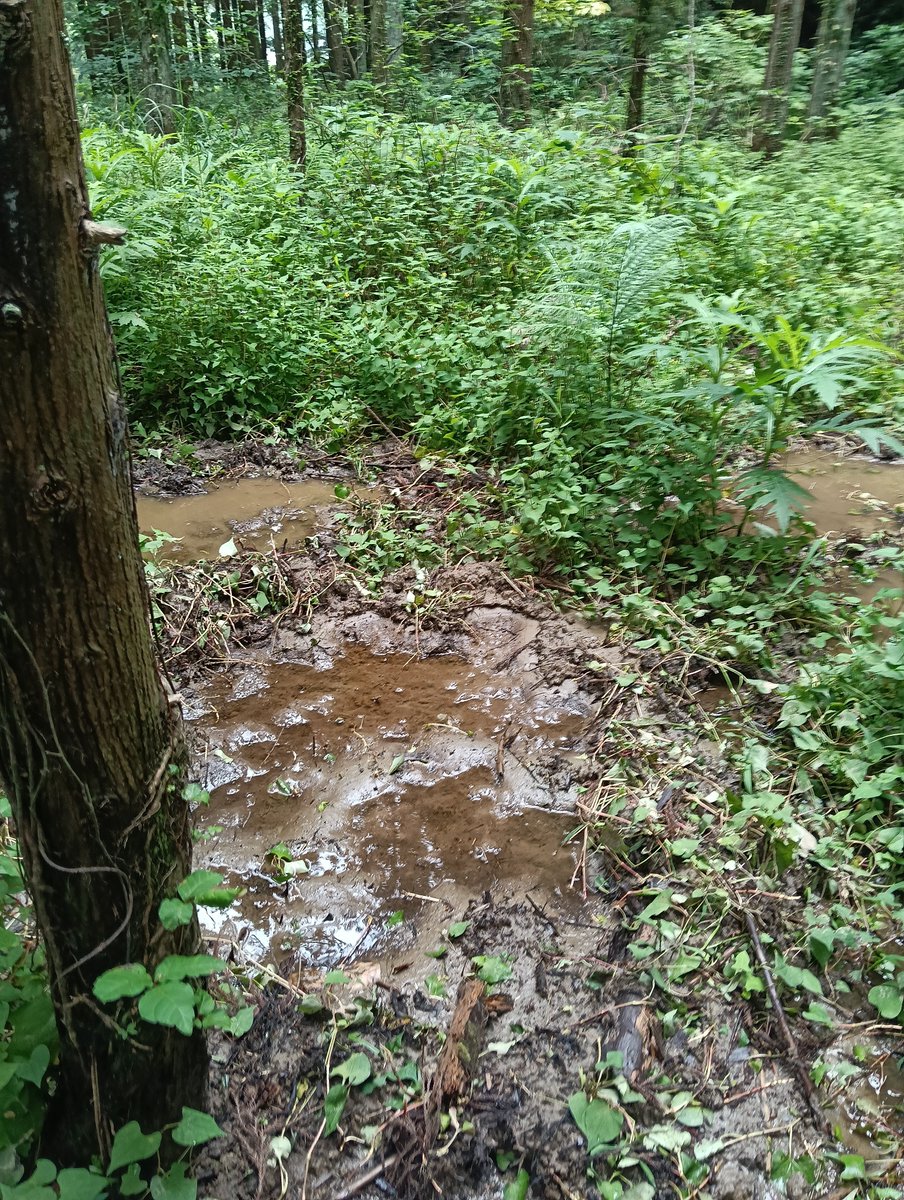 water_area's tweet photo. エクストリーム水溜り探しin千葉
一人で山入るとマムシが怖い https://t.co/FB8Azlm4bB