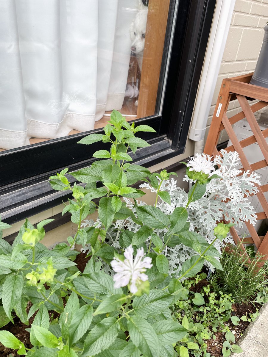 inoao's tweet photo. モナルダが咲きました、ハーブたち植えたもの全部元気で嬉しい。(犬は特に関係なくまったりしています https://t.co/AwwNg1M4px