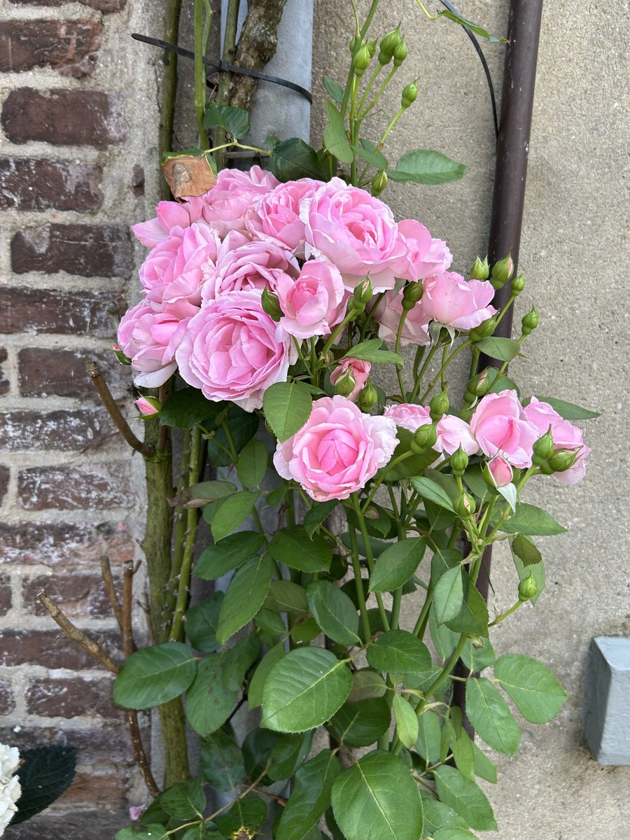 EzZijlstra's tweet photo. Een bosje roze #rozen. 
Wat zeg ik? Een prachtig boeket!
Groeit zomaar langs een oude muur met de wortels bijna in de straatstenen. 
Hoe verrassend, hoe mooi daar op haar plek.
Ook in Deventer. (In het oude centrum) https://t.co/39yMn722MZ