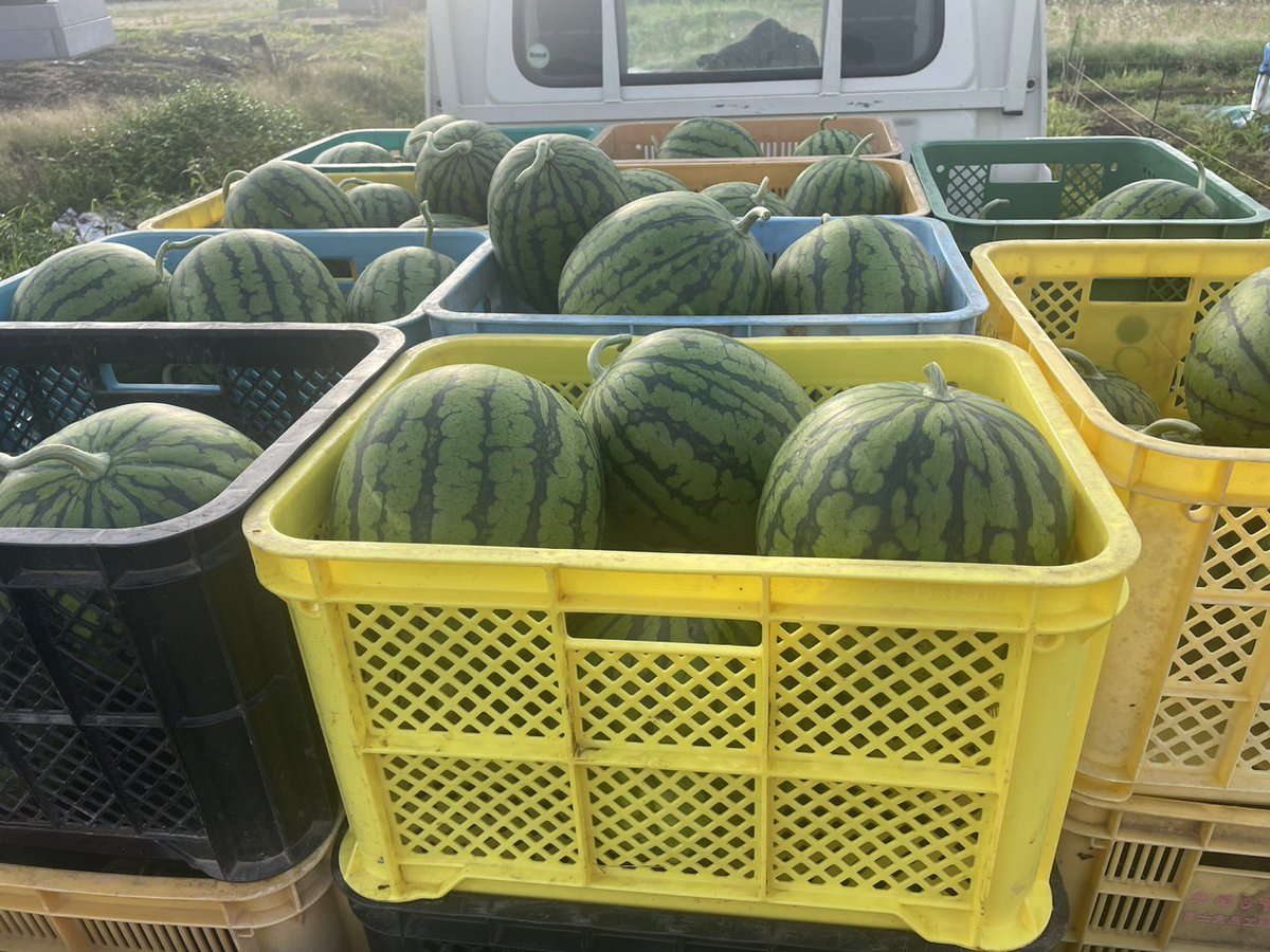denzenfarm's tweet photo. すいか収穫開始✨
第140回プレゼント企画🎁
小玉すいか🍉愛娘さくら🌸
1玉×1名様にプレゼント✨

☆応募方法
①フォロー＆
②このポストをリポスト
〆切は7月6日月曜日23時59分まで
当選結果はDMにてご連絡します🙇‍♀️
BASE↓
https://t.co/SQVH7F7xAo https://t.co/I87NH68Jm9
