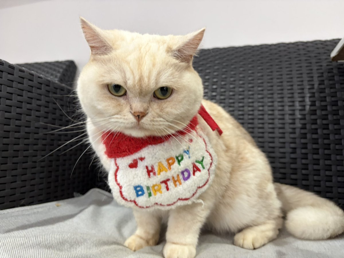 MC_Yokohama's tweet photo. ☆しず☆

今日はしずくちゃん4歳のお誕生日🎂
スタッフ🔥🍑特製！手作りケーキでお祝いしました🎉
みんにゃが一緒に食べました！
しずくちゃんはみんにゃの勢いにびっくりしちゃって後々食べました🍚

 #猫  #猫カフェ  #横浜  #MCYokohama https://t.co/r2GDFIzCYQ