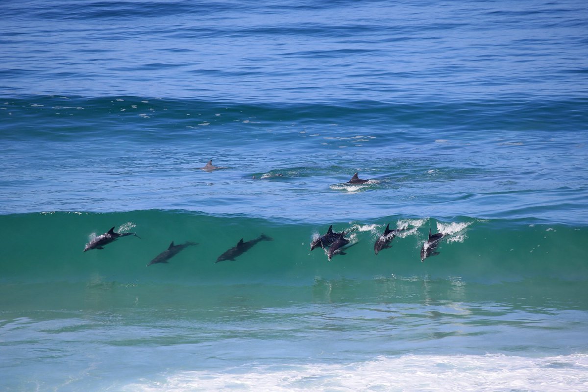 sumptuoustours's tweet photo. Did you know your private South Africa travel can be elevated with one of the country’s finest aerial experiences? Fly from Cape Town along the coastline, spot southern right whales in season, land by private helicopter at Cape Agulhas, enjoy an exceptional wine experiences. https://t.co/7qmGuSFw3z