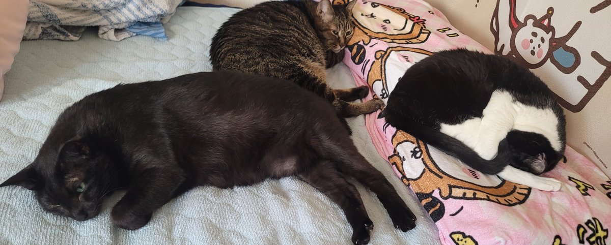 necota_n's tweet photo. 最近愛猫３匹揃ってうちベッド占領してる

#キジトラ #黒猫 #白黒ハチワレ https://t.co/55UVzPYICr