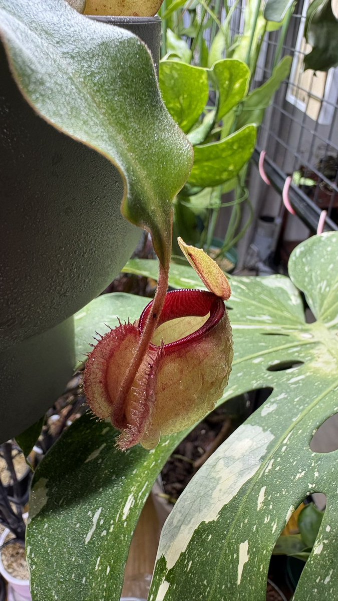 MicroTom0120's tweet photo. 最近のピッチャー
N. ‘Lady Pauline’
N. viking x ampullaria red lip from seed
N. ‘Dyeriana’

Lady Paulineは襟が急にデカくなりました
ESの子は最近やっと動き始めましたが、でかい葉っぱも出てるので今後に期待
Dyerianaはledの真下に動かしてから調子がいいです、目指せ30cm！ https://t.co/Rh2fBO3WVe
