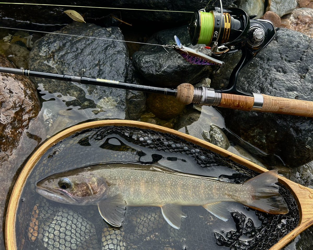 celsuper2's tweet photo. 北陸遠征DAY2
尺上33cmと大泣尺の29.8cm
昨日より下流区間に入渓したが、魚影薄過ぎてこの2匹しか釣れませんでした

魚影薄い川＝出ればデカイ説はやはり本当なのか！ https://t.co/yX8aZZQQTn