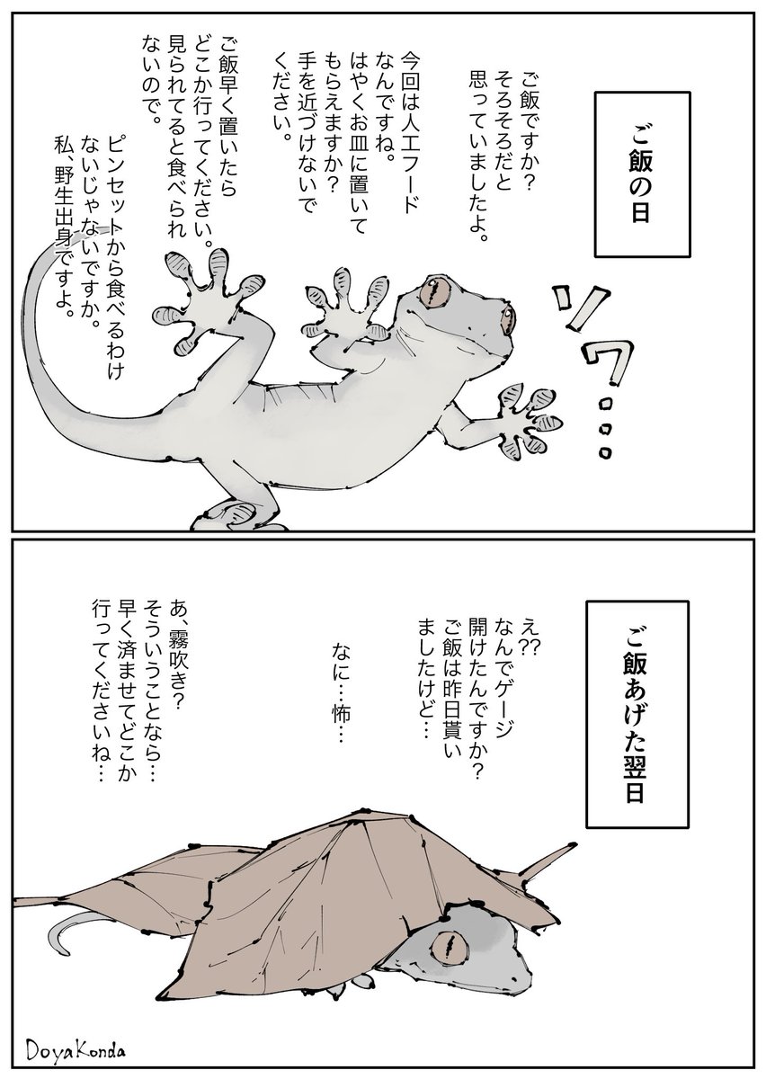 DoyaKonda's tweet photo. ニホンヤモリのモロムーちゃん
ご飯とお水だけは受け入れてくれます https://t.co/XYR3cvF7Di