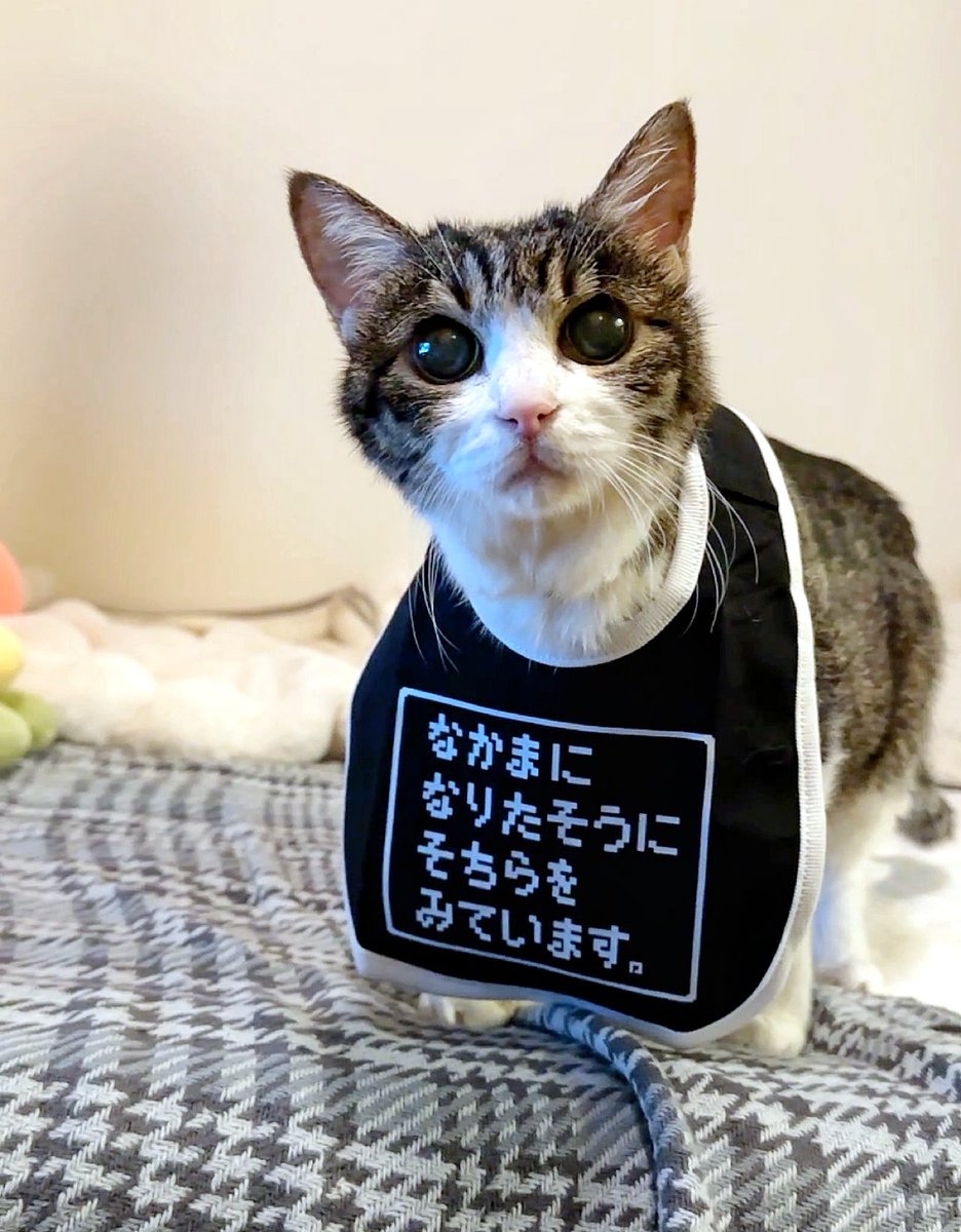 mkbr_bgn もっともっとたくさんの猫チャンが流れてきてほしい！！！