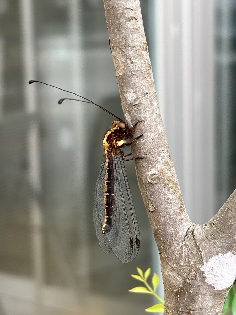 minutissima's tweet photo. ツノトンボ
幼虫は粘菌観察でよく見かけるが成虫は
初めて https://t.co/NgY1k3dzwn