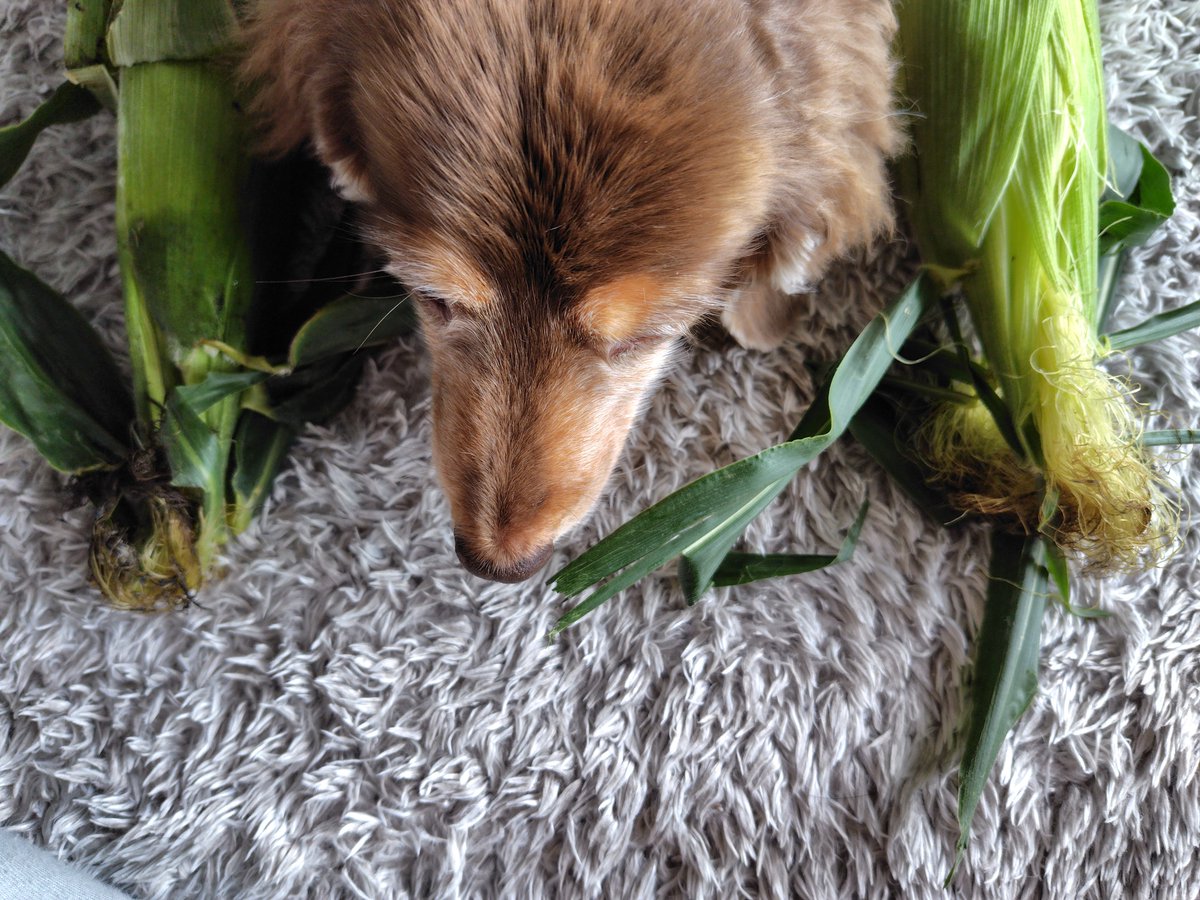 Forester_572's tweet photo. またまた『トウモロコシ🌽』
🐶 どんだけ食べるん!?
今日は…
#ゴリラコーン ←
#持田農園
#mgreen
#ミニチュアダックス
#プラムケンネル
#短足犬
#チョコタン
#トウモロコシ
#もろこし
#短足コーン
#おだか農園マルシェ
#小西農園 → https://t.co/3OVPGOhOlD