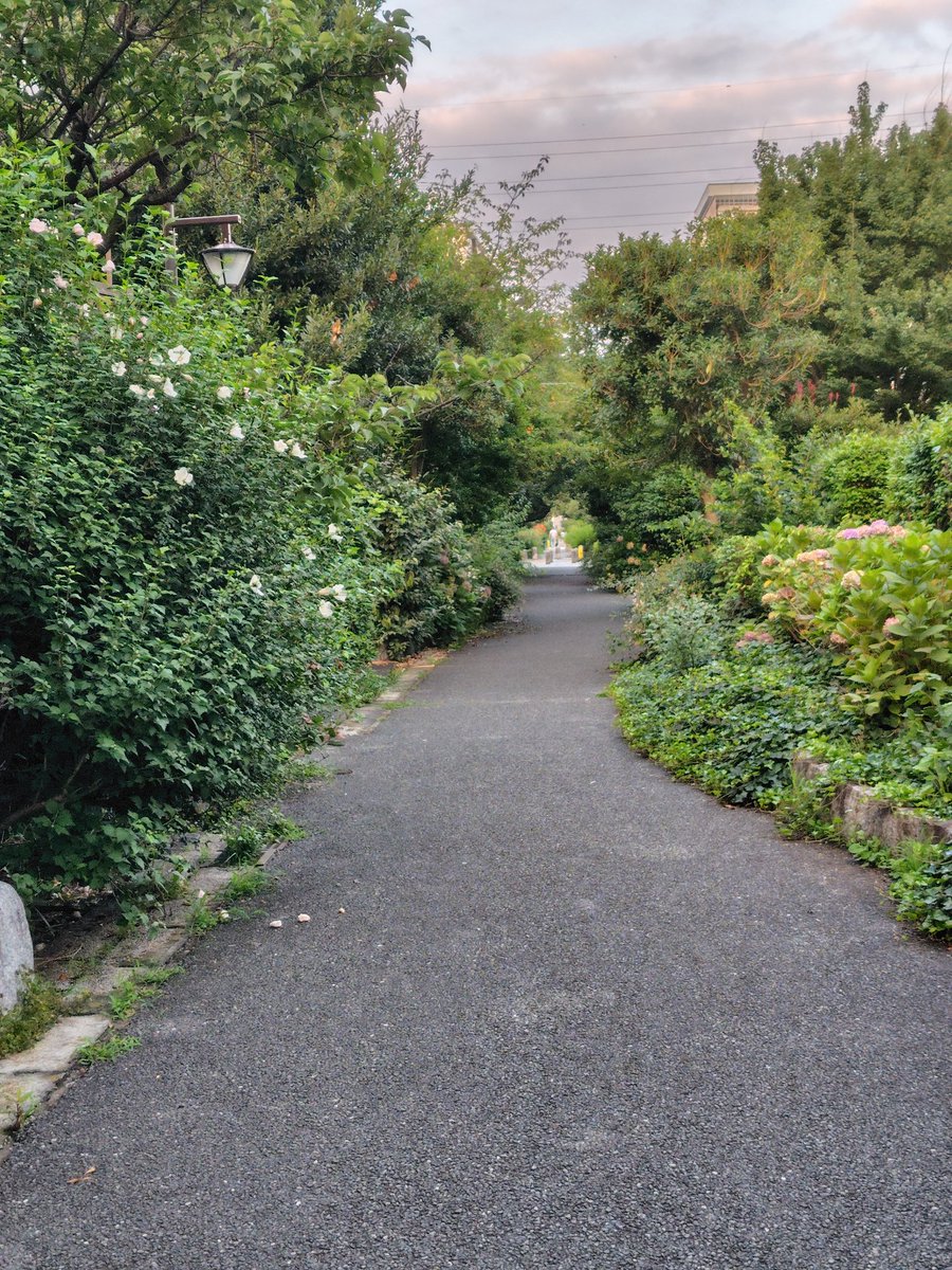 Red_Nasyl's tweet photo. 昨日。高円寺から阿佐ヶ谷に続く遊歩道。植物が茂りすぎてて、歩いてて少し怖いくらいだったw
晴れと雨とを繰り返して育ちますなぁ。 https://t.co/HVHUS0jiRX