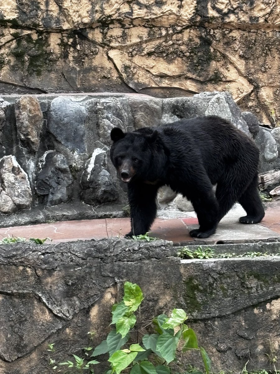 mm_pon's tweet photo. 多摩動物公園。カラスみたいに黒づくめでカメラを手にした動物園ガチ勢が多かったな。 https://t.co/EYfi6SFJ6R