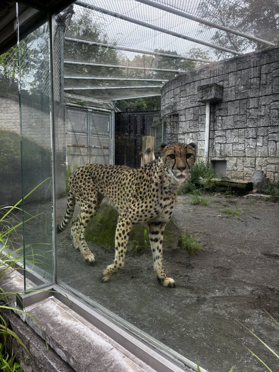 mm_pon's tweet photo. 多摩動物公園。カラスみたいに黒づくめでカメラを手にした動物園ガチ勢が多かったな。 https://t.co/EYfi6SFJ6R