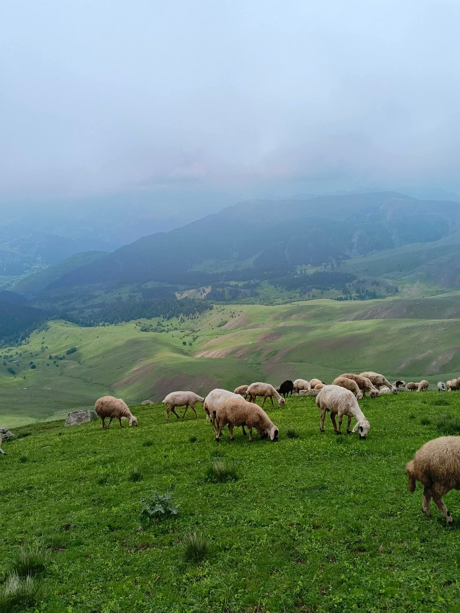 sargon_kral's tweet photo. "Dağlarına bahar gelmiş memleketimin."

Artvin Ardanuç yaylalarından🌳🚙🏕️📸 https://t.co/tVzKsT6ksw