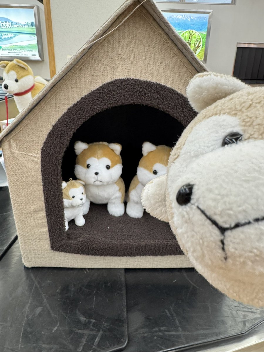 haruo0728's tweet photo. じゃんぼじゃなく、こがたじぇっとだった。

くうこうにユキオらしきやつがいた

ひさしぶりのあきた https://t.co/6ogUHkhml1
