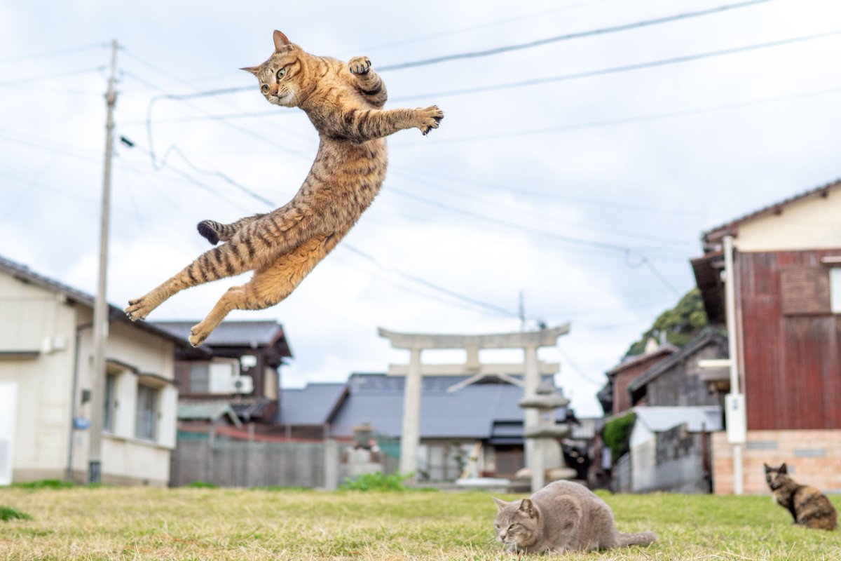 久方 広之「のら猫拳」 (@sakata_77) / Posts / X