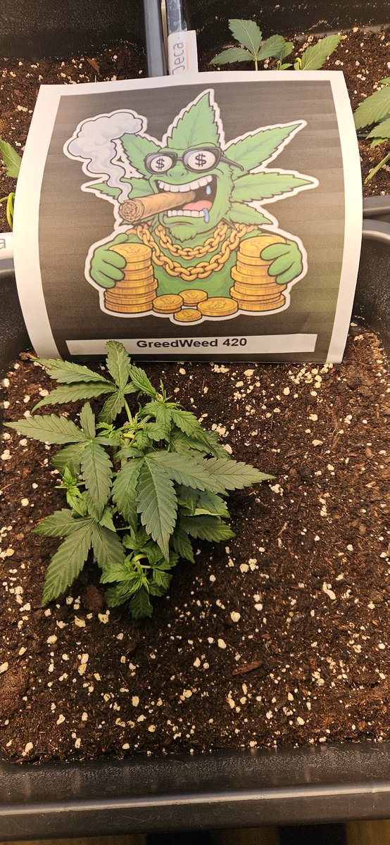 GreedWeed 420 tweet media