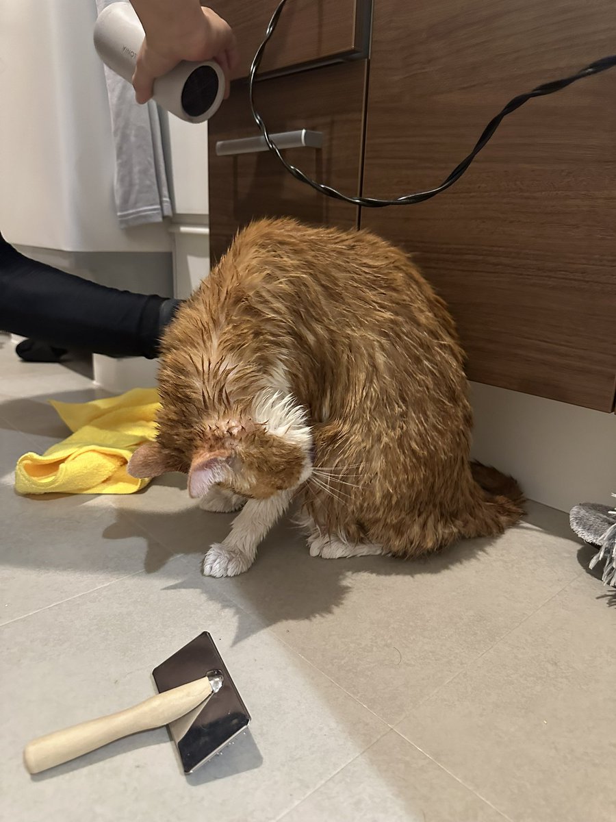 GDandTiffany's tweet photo. 無事に家から30mくらいにある一軒家のお家の縁側の下で見つけました😭💦
大雨の中居ましたよく無事でいてくれてとても安心してます、、、
鼻を真っ黒にして無事我が家に戻ってきました‼️
不安な時にリツイートとかコメントとかで助けてくださってありがとうございました😭 https://t.co/rfgwZk1RoC