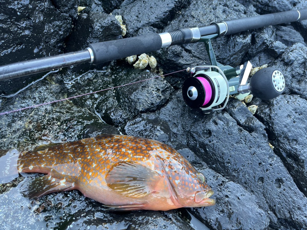 gamuppe's tweet photo. キジハタ磯ロック釣行
数は出ましたが自分は延々ミニミニサイズでした
友人は良型を2本キャッチしてました https://t.co/Jpwoy6Kb5s