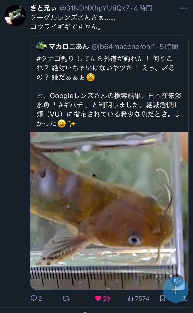 OT0207's tweet photo. ギギとか一般的にはマイナーな種のギギとかにも外来種が混ざってきているのかもと思うとたまらんな。うかつに野外採取で喜べないね。(知らない状態で喜ぶことを罪とは思わないけれど) https://t.co/pjY2ggTcY8
