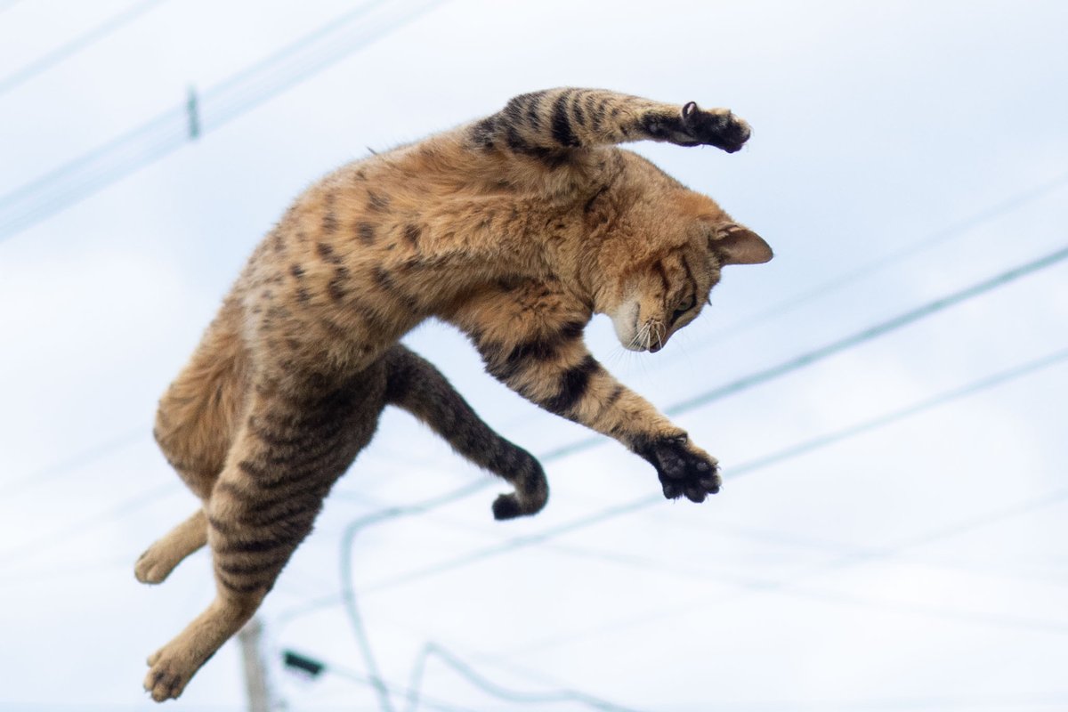 sakata_77's tweet photo. 撮ってきた猫、全ての瞬間がポーズも構図も決定的すぎてもはやアートの領域 https://t.co/VO11cMBn6F