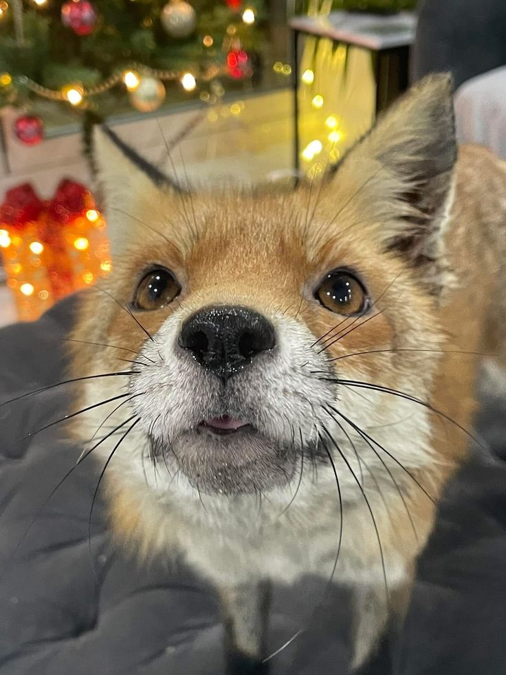 TheFoxLife's tweet photo. Hello fox lovers https://t.co/VXrdhy0Hjk